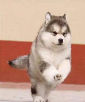 ����˹��